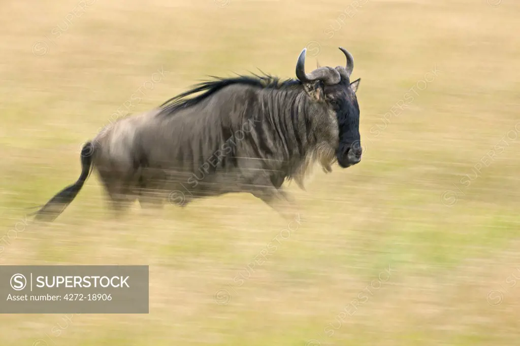 A wildebeest running through golden grass on the Mara plains during the annual Wildebeest migration from the Serengeti National Park in Northern Tanzania to the Masai Mara National Reserve.