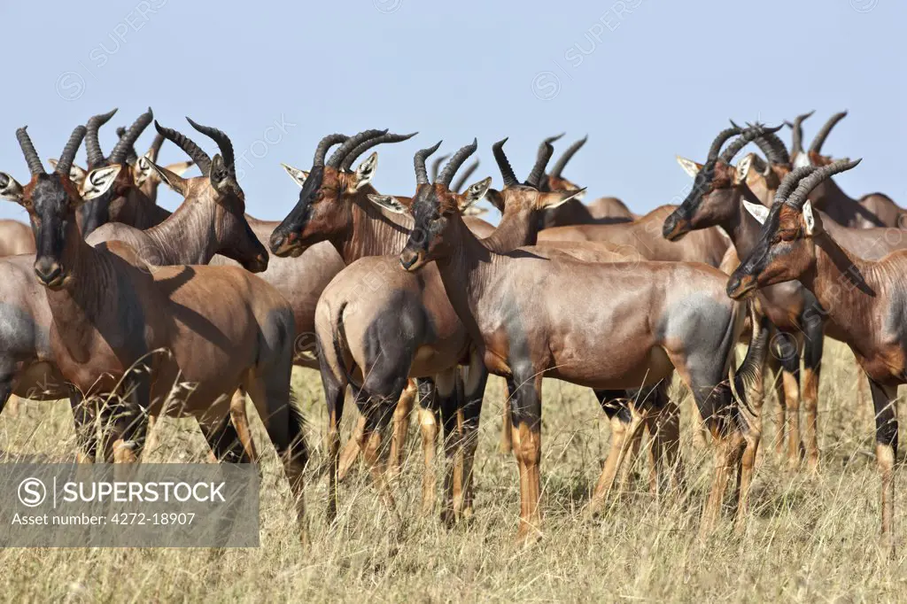 A herd of Topi on the Mara plains. Masai Mara National Reserve