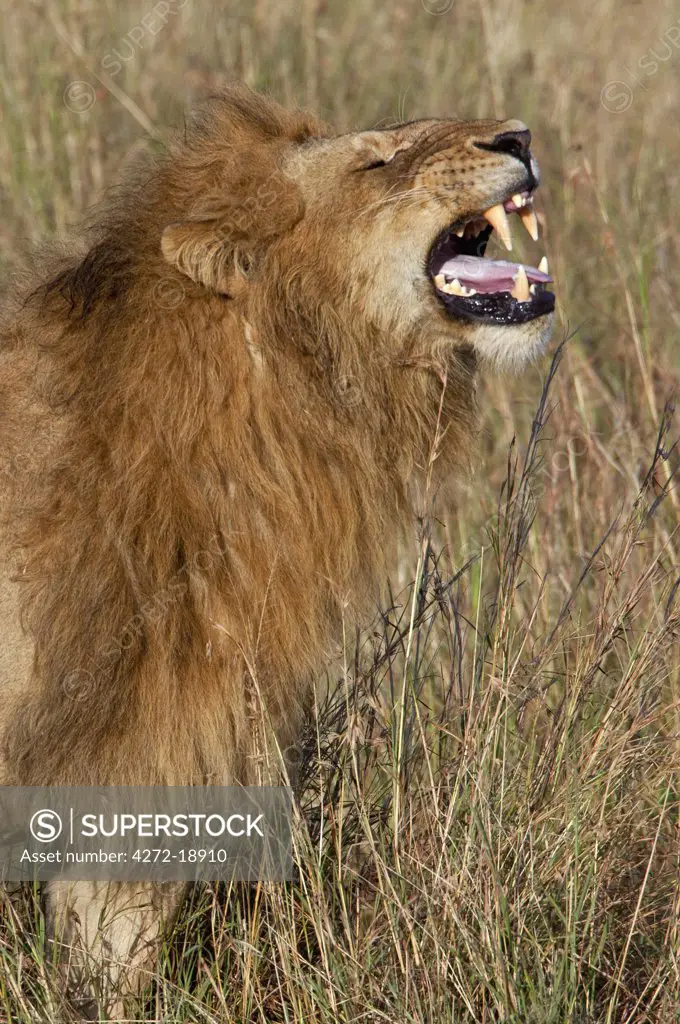 A lion baring his teeth during the mating season. Masa -Mara National Reserve