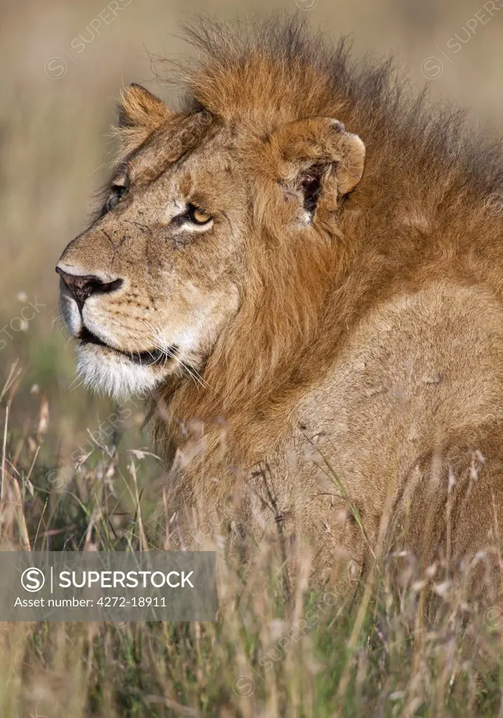 A fine specimen of a lion on the Mara Plains. Masa -Mara National Reserve
