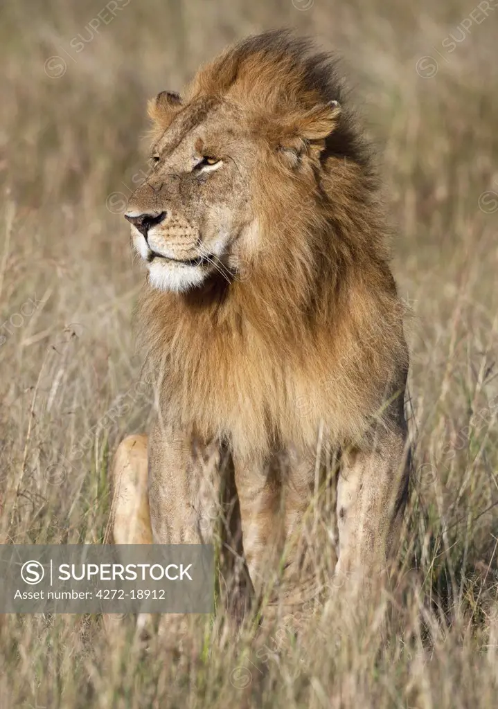A fine specimen of a lion on the Mara Plains. Masai Mara National Reserve