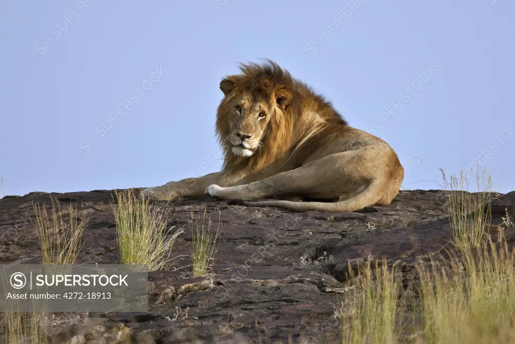 A magnificent lion resting on a large boulder on the Mara Plains. Masai Mara National Reserve