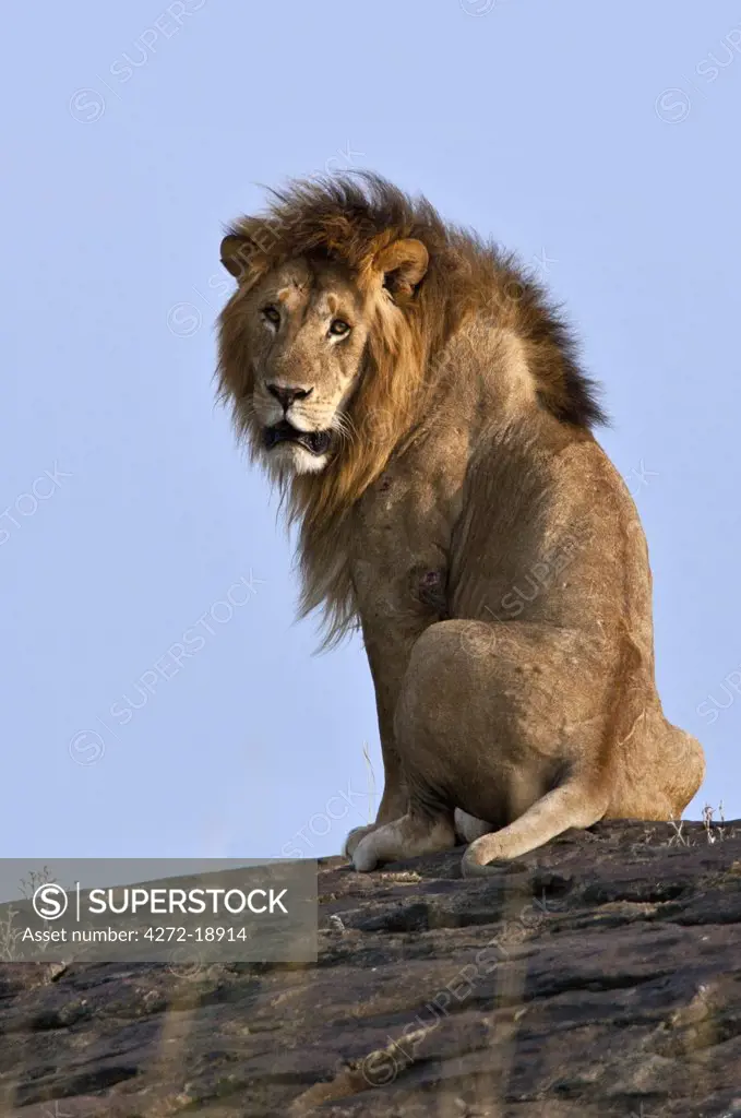 A magnificent lion sitting on a large boulder on the Mara Plains. Masai Mara National Reserve