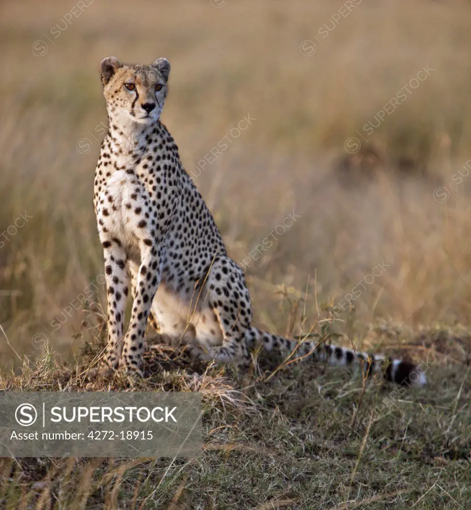 A female cheetah looking out for her potential prey in early morning sunlight. Masai Mara National Reserve