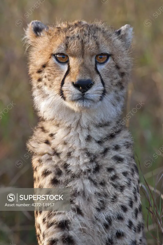 A young cheetah cub in early morning sunlight. Masai-Mara National Reserve