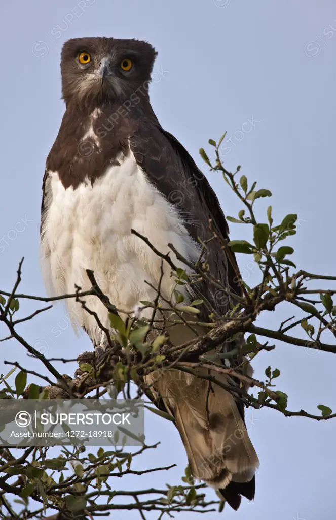 A Black-Chested Snake Eagle perching on a Balanites tree on the Mara Plains.