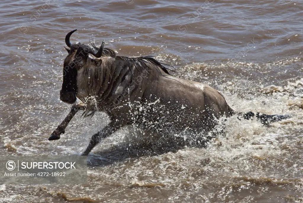 A wildebeest crossing the Mara River during their annual migration from the Serengeti National Park in Northern Tanzania to the Masai Mara National Reserve.