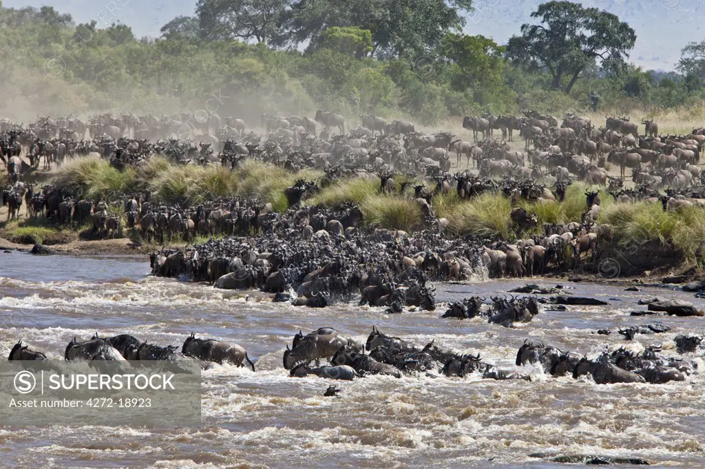 Wildebeest crossing the Mara River during their annual migration from the Serengeti National Park in Northern Tanzania to the Masai Mara National Reserve.