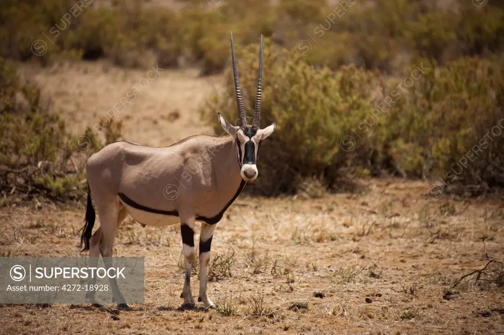 Kenya, Samburu National Reserve.  An oryx (Oryx beisa) in the Samburu National Reserve, Northern Kenya.