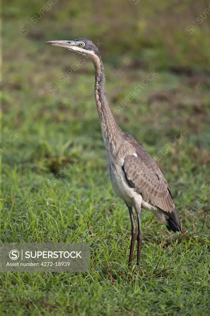 An immature Purple Heron.