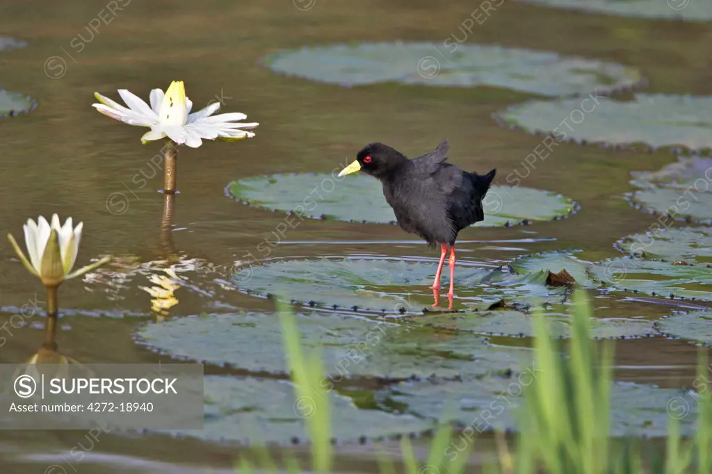 A Black Crake walking on water lily leaves.