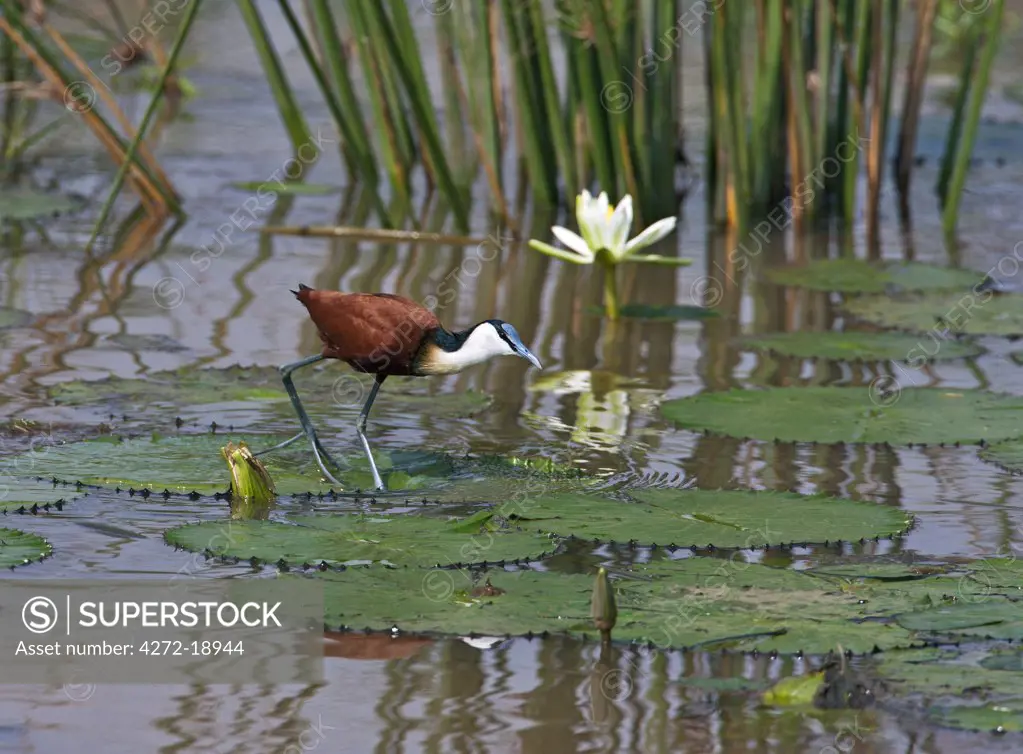 An African Jacana, or lily-trotter, feeding from water lily leaves in the Yala Swamp.