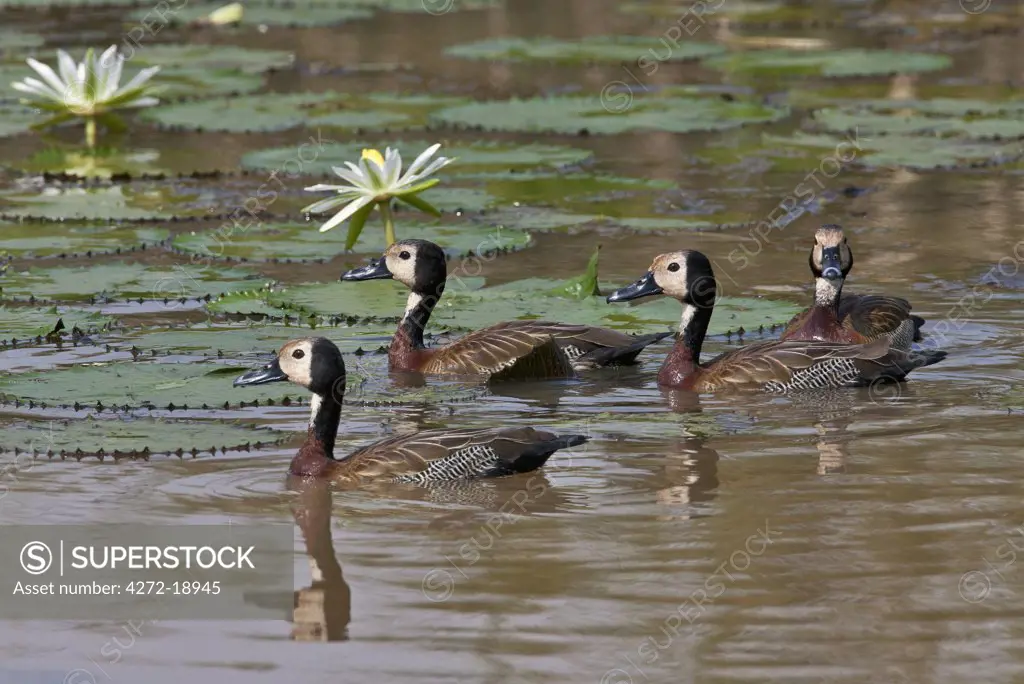 A small flock of White-faced Whistling Ducks in the Yala Swamp.