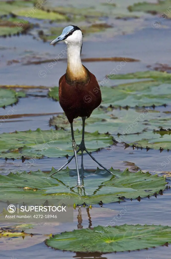 An African Jacana, or lily-trotter, feeding from water lily leaves in the Yala Swamp.