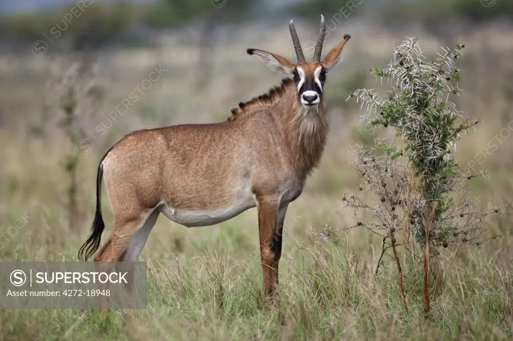 A Roan antelope in the Lambwe Valley of  Ruma National Park, the only place in Kenya where these large, powerful antelopes can be found.