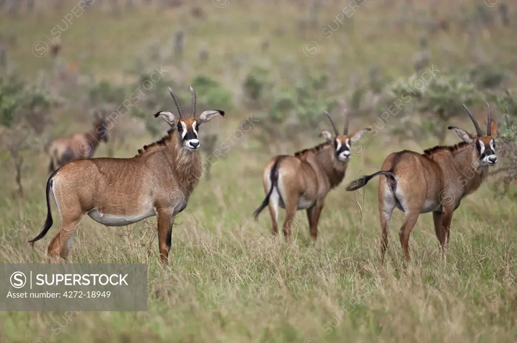 Roan antelopes in the Lambwe Valley of Ruma National Park, the only place in Kenya where these large, powerful antelopes can be found.