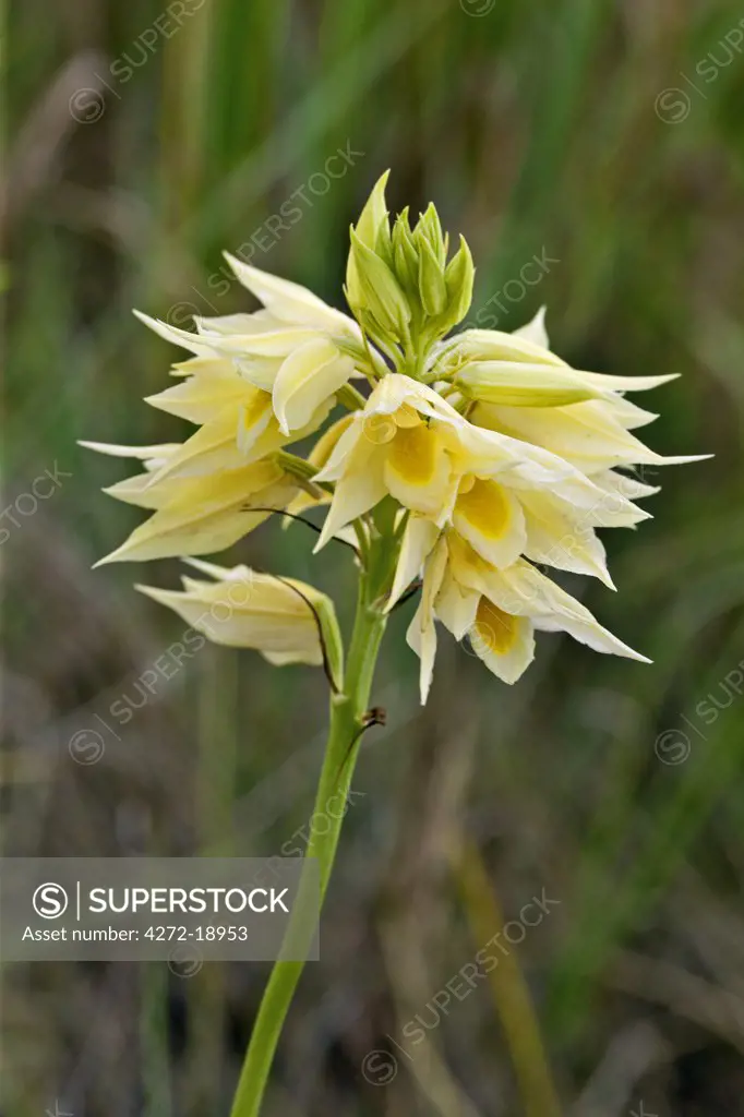 Eulophia zeyheri, an attractive yellow terrestrial orchid found in the Lambwe Valley of  Ruma National Park.