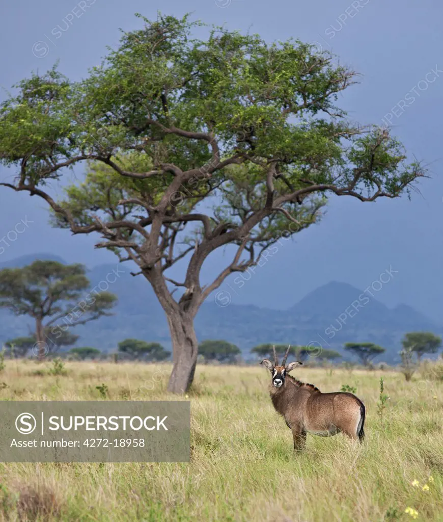 A Roan antelope in the Lambwe Valley of Ruma National Park, the only place in Kenya where these large, powerful antelopes can be found.