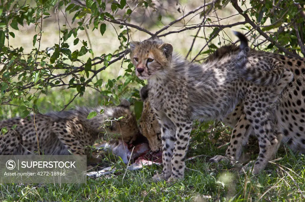 A Cheetah family on a kill.