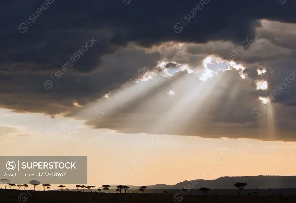 Late afternoon sun breaks through rain clouds in the Masai Mara National Reserve silhouetting Balanites trees.