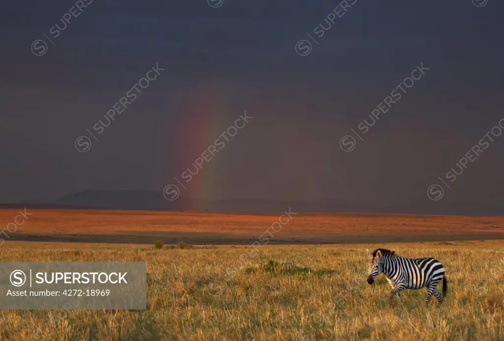 The late afternoon sun breaks through rain clouds in the Masai Mara National Reserve to paint the landscape a hue of brilliant golden-red with a rainbow in the far distance.