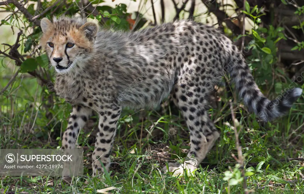 A young Cheetah cub in Masai-Mara National Reserve.