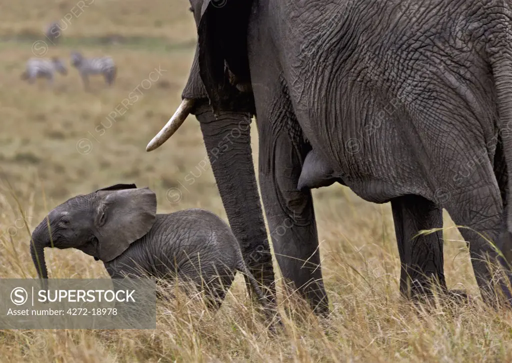 An elephant and her small calf in Masai-Mara National Reserve.