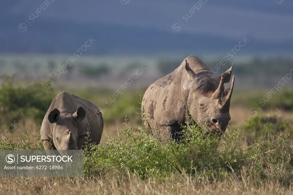 A black rhino and her offspring browsing in Masai-Mara National Reserve. A young rhino will remain with its mother for at least two years.