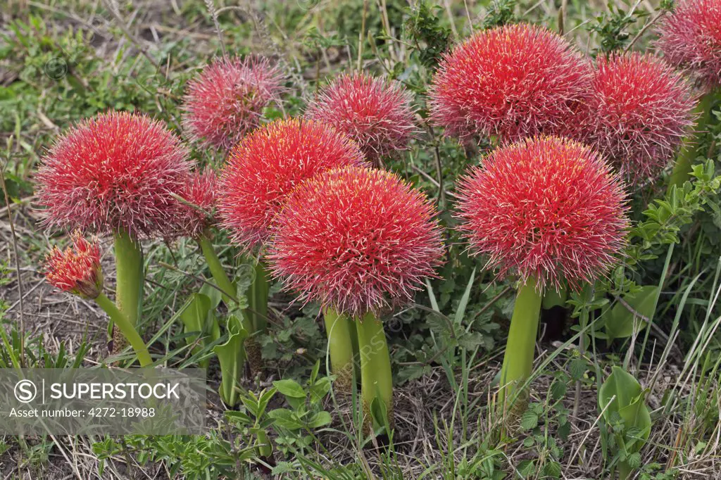 A magnificent display of fireball lilies, Scadoxus multiflorus, on the plains of Masai-Mara. This lily blooms with the first rains before its thick upright leaves appear.