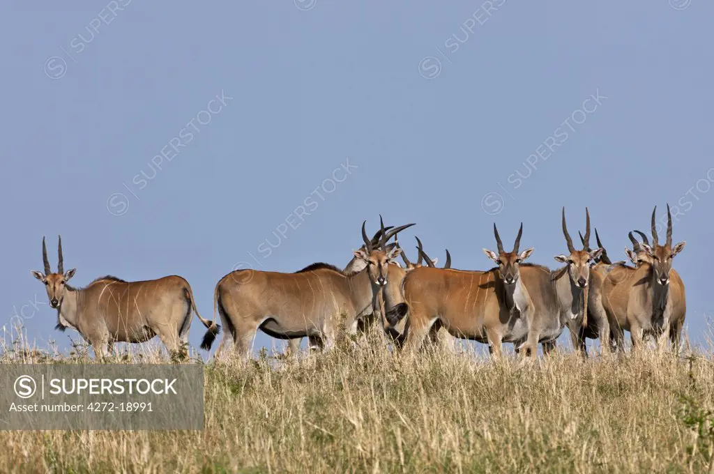 A herd of Eland in Masai-Mara National Reserve.