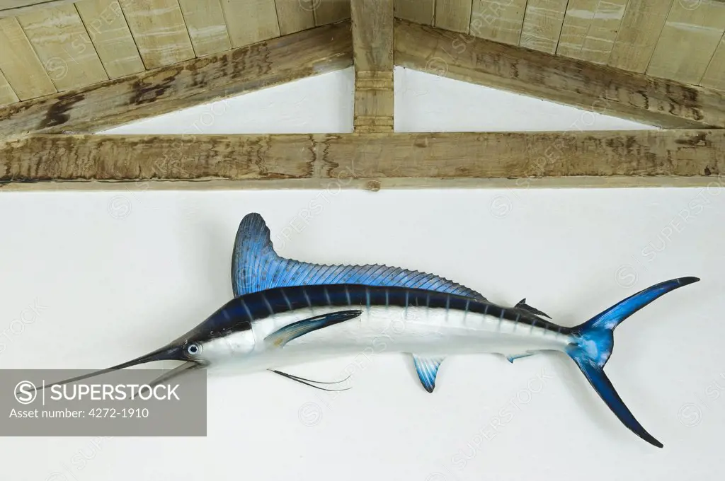 A marlin, caught in the waters off the island, hangs in the drawing room of Little Whale House, Little Whale Cay