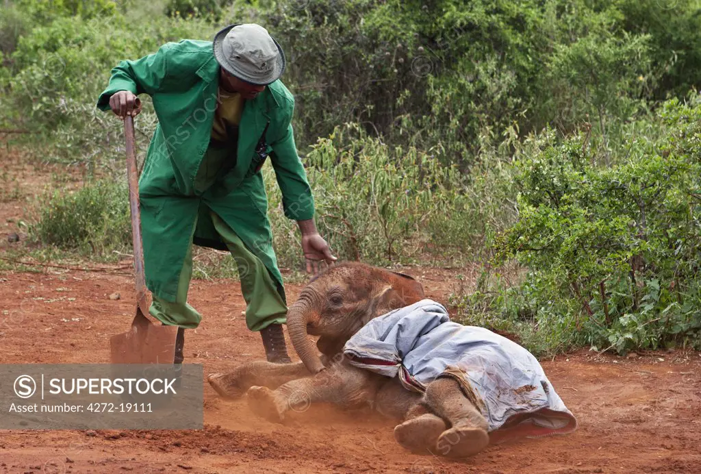 Assisted by its keeper, a very young orphaned baby elephant rolls in dust at the Elephant Orphange in Nairobi run by The David Sheldrick Wildlife Trust.