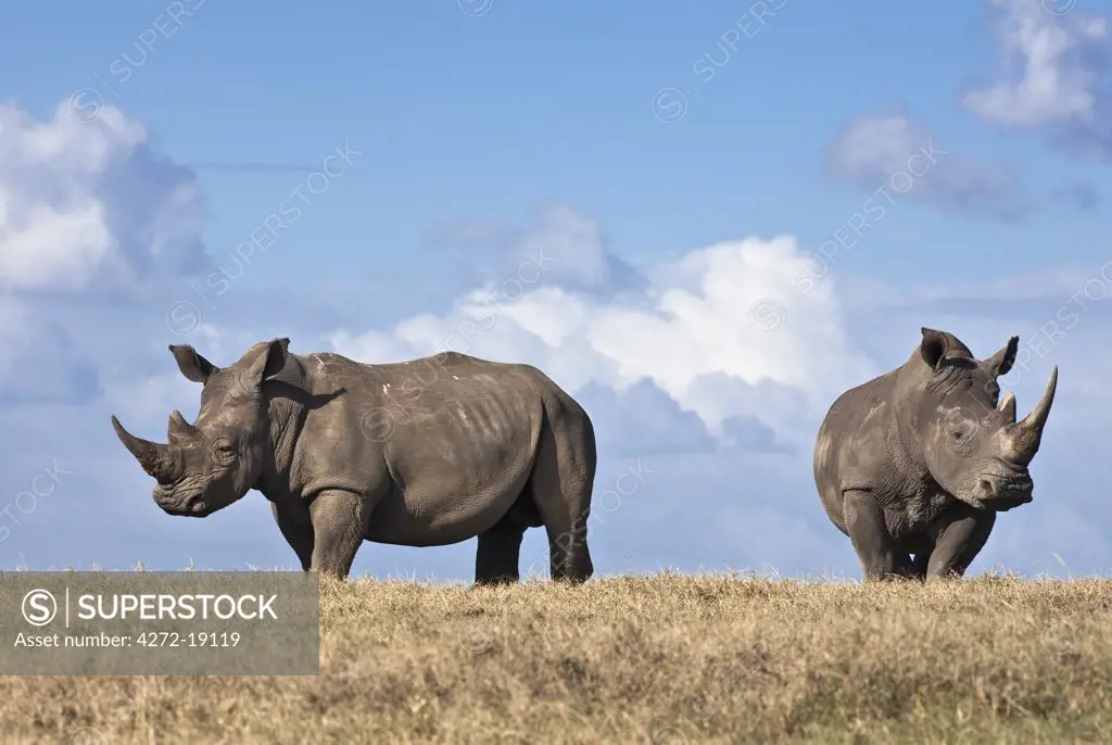 White rhinos in Solio Game Ranch.