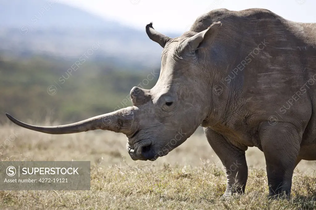 A female white rhino with a fine horn.