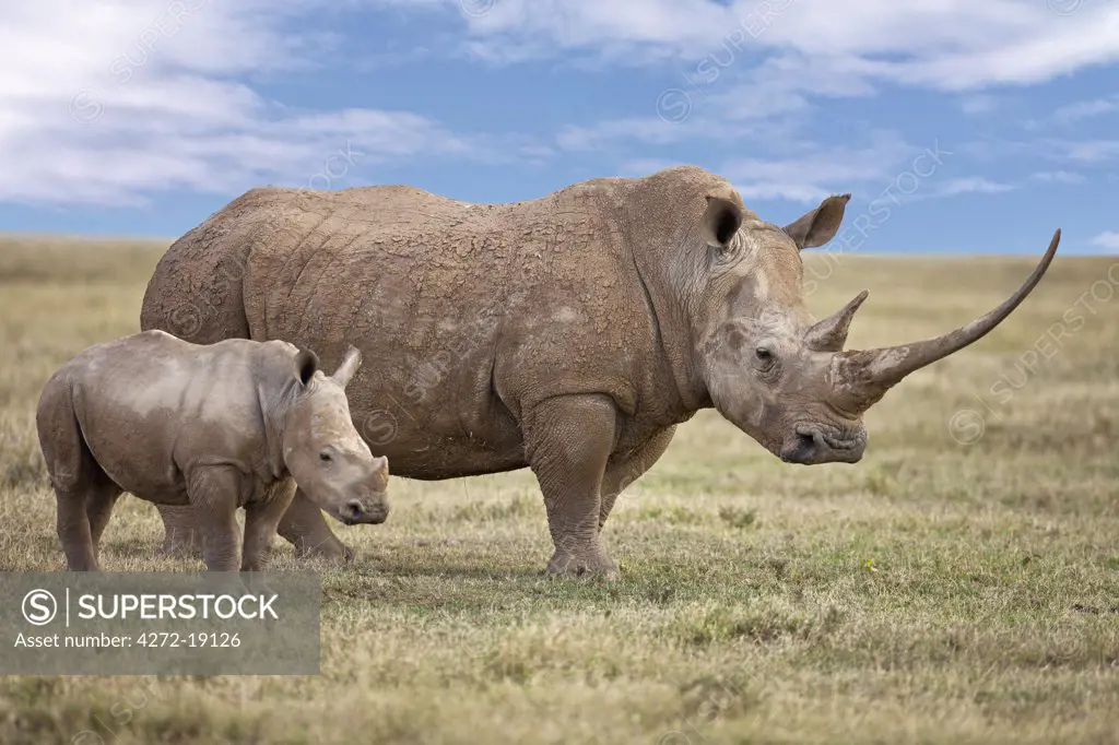 A fine White rhino mother and calf in Solio Game Ranch.