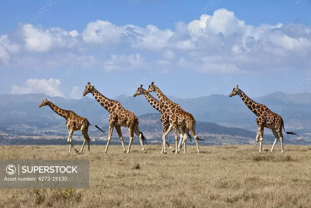 A small herd of Reticulated giraffes crosses an open plain with the Aberdare Mountains in the background.