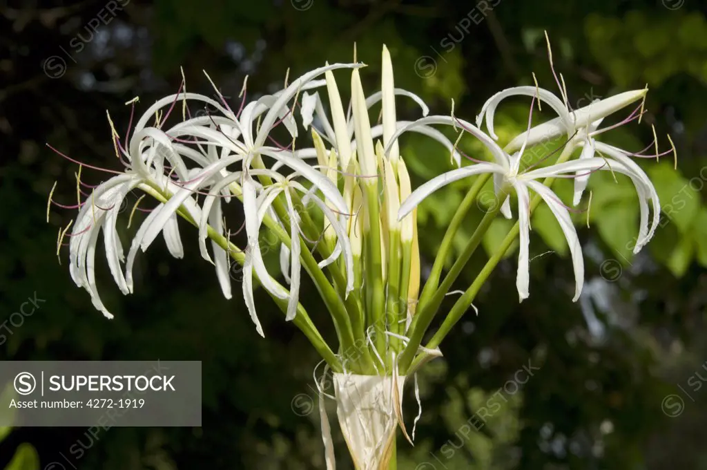 The exuberant white flower of a spider lily on Little Whale Cay