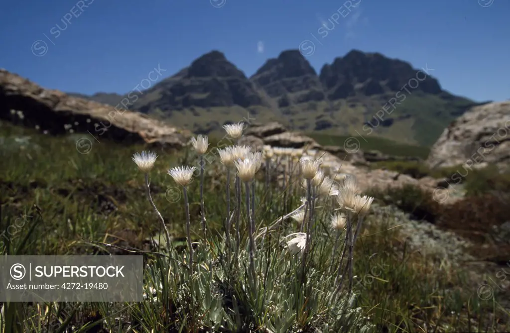 Alpine flowers at the base of the escarpment .