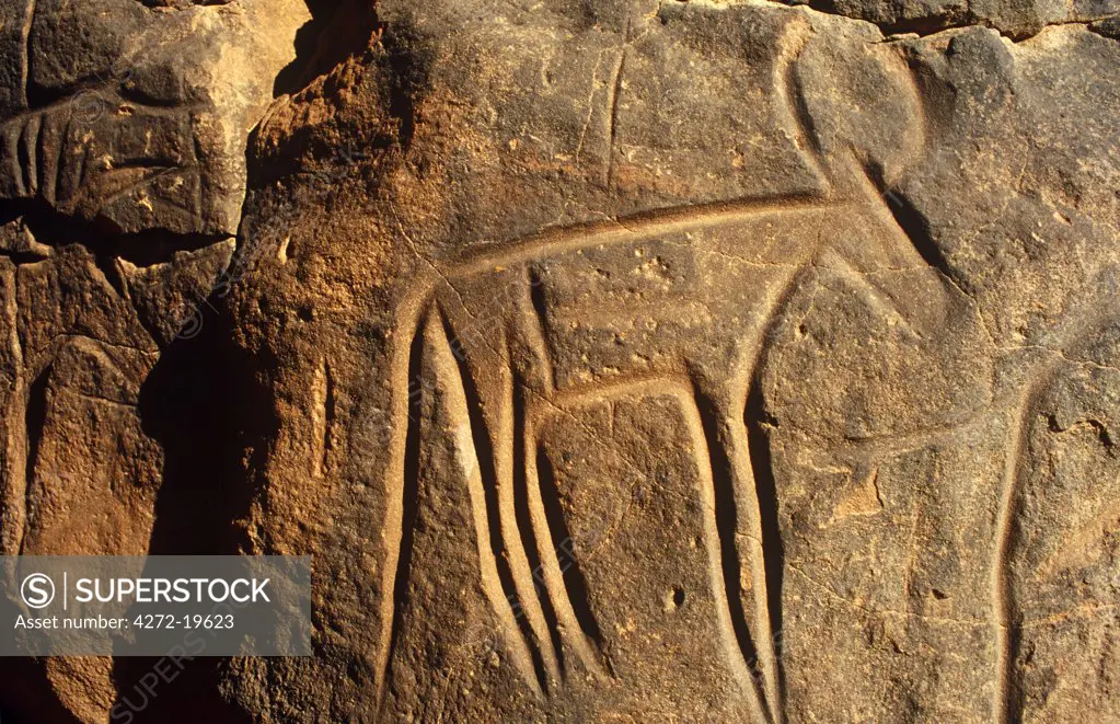 Libya, Fezzan, Messak Settafet. A petroglyph of a bovine with large sweeping horns, probably, African buffalo. Wadi Mathendusch