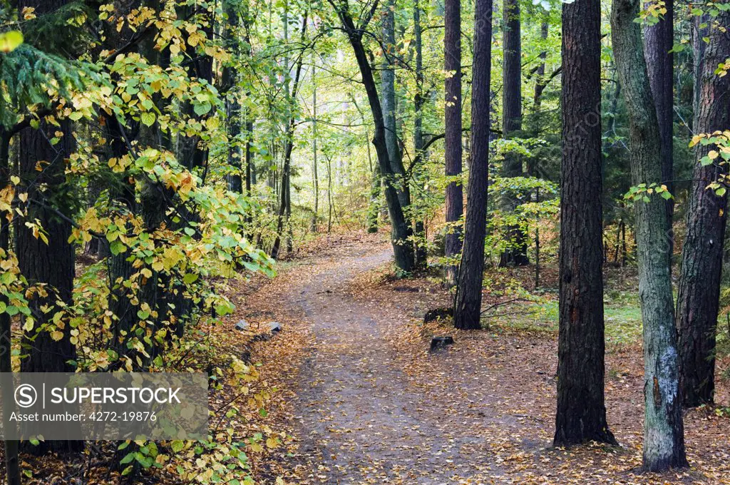 Lithuania, Curonian Spit, National Park - Unesco World Heritage Site - Woodland trails through an autumn forest.