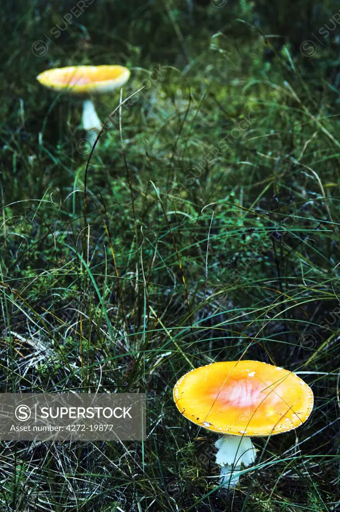 Lithuania, Curonian Spit, National Park - Unesco World Heritage Site - Poisonous red mushrooms.
