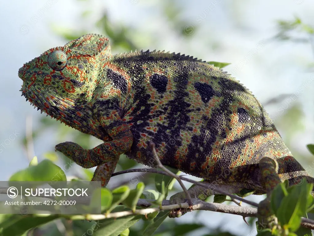 A brightly coloured chameleon, a female Furcifer oustaleti, in Isalo National Park.   Situated in cattle owning Bara country of Southern Madagascar,  Isalo National Park is deservedly popular for its sculptured canyons, natural rock pools, rare endemic plants and beautiful lemurs.