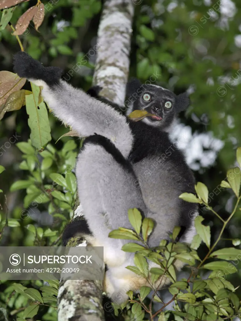 An indri in the Andasibe Matandia National Park east of Antananarivo. Formerly known as Perinet, this national park comprising 810 hectares of moist montane forest has an exceptional variety of lemurs, birds, reptiles and frogs.