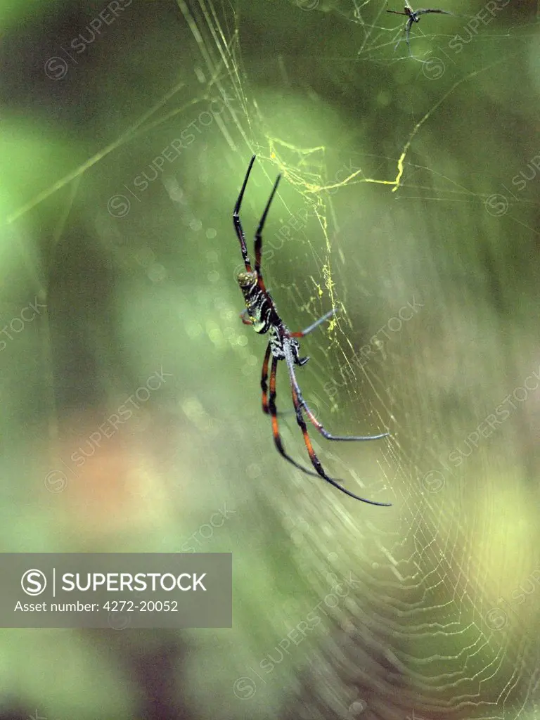 Madagascar, Perinet,  Golden orb web spiders in the Andasibe Matandia National Park east of Antananarivo. Formerly known as Perinet, this national park comprising 810 hectares of moist montane forest has an exceptional variety of lemurs, birds, reptiles and frogs.