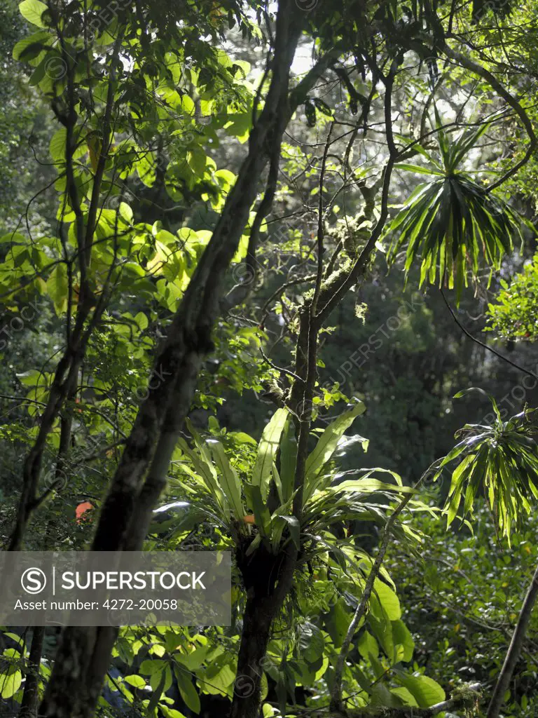 The rainforest on Montagne D'Ambre  (Amber Mountain) is a sight to behold.  Tree-ferns and huge epiphytic bird's nests ferns (Asplenium nidus), which grow luxuriantly on trees, are spectacular.  Indeed, the plant life in this national park is as exciting as the animals.