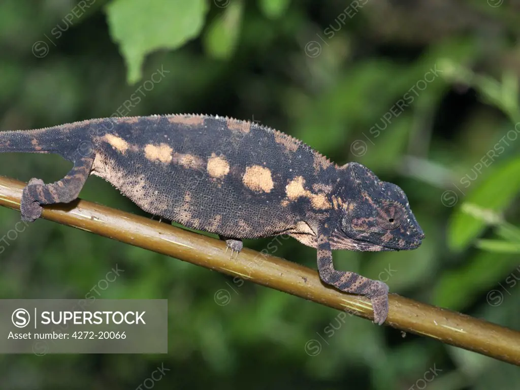 Madagascar, Eastern Madagascar,  A furcifer sp. chameleon.  Madagascar is synonymous with these magnificent old world reptiles. Two thirds of all known species are native to the island, the fourth largest in the world.