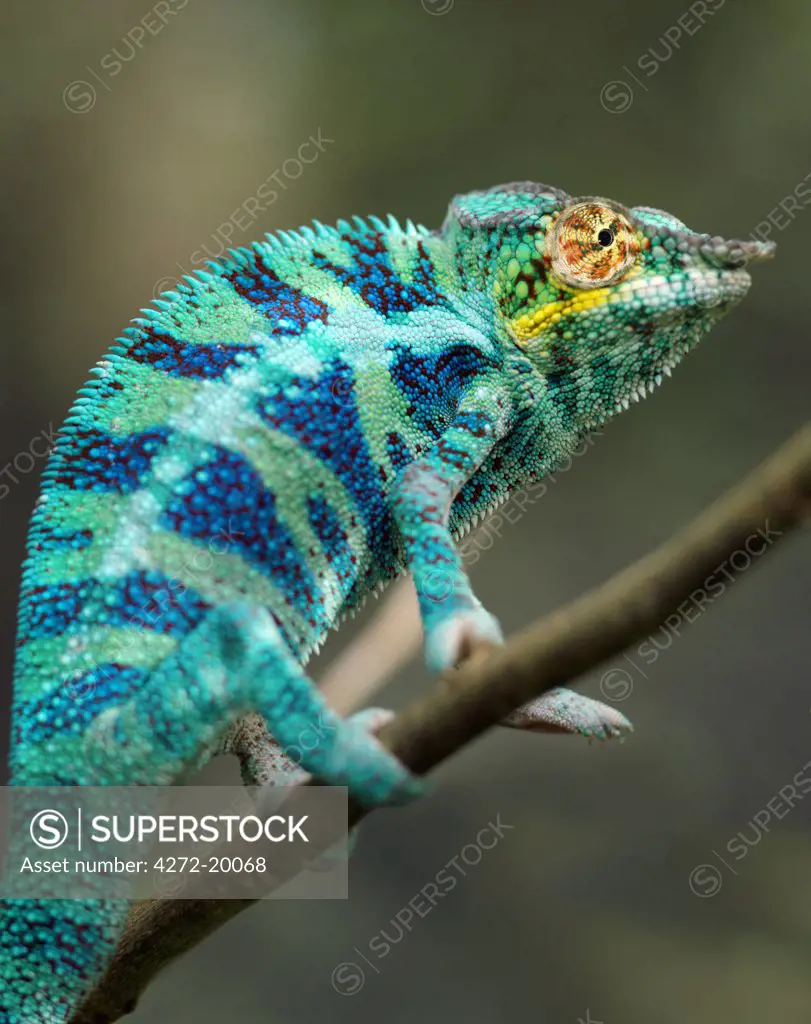 A magnificent panther chameleon, Furcifer padalis. Madagascar is synonymous with these magnificent old world reptiles. Two thirds of all known species are native to the island, the fourth largest in the world.