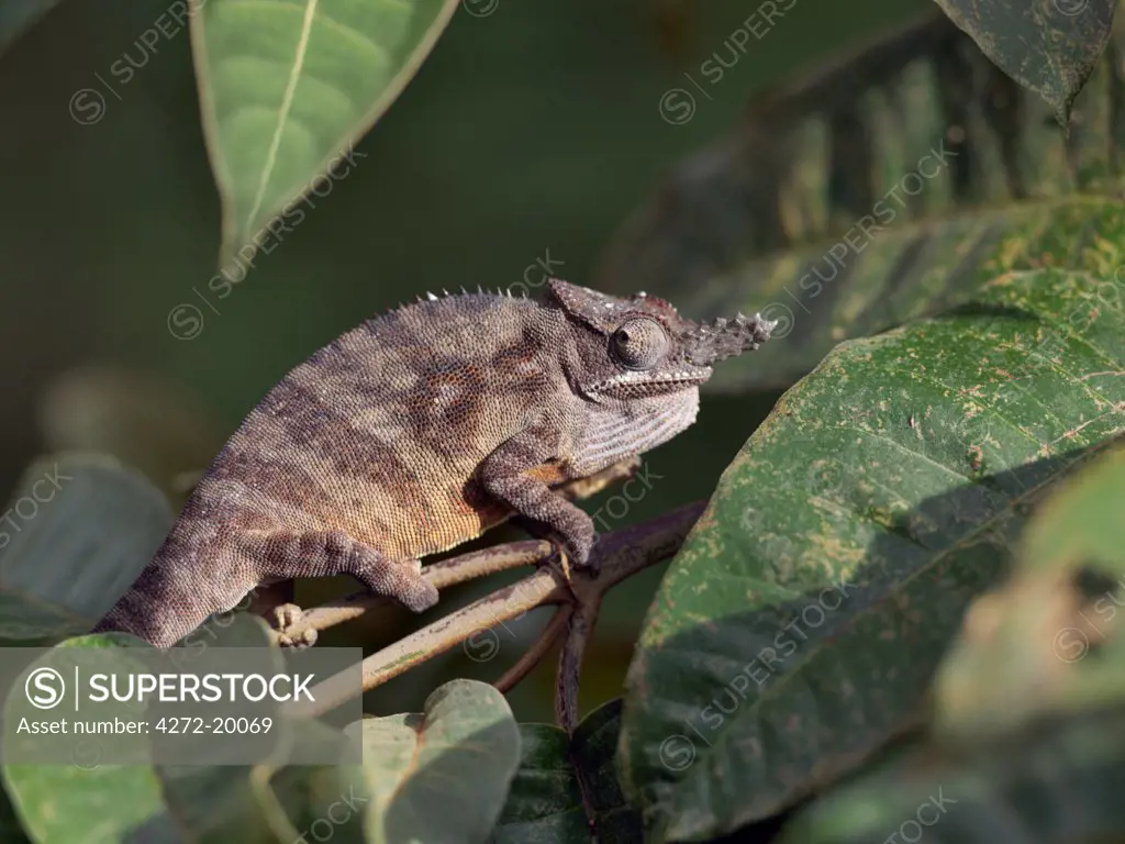 An unusual one horned chameleon, rhinoceratis. Madagascar is synonymous with these magnificent old world reptiles. Two thirds of all known species are native to the island, the fourth largest in the world.
