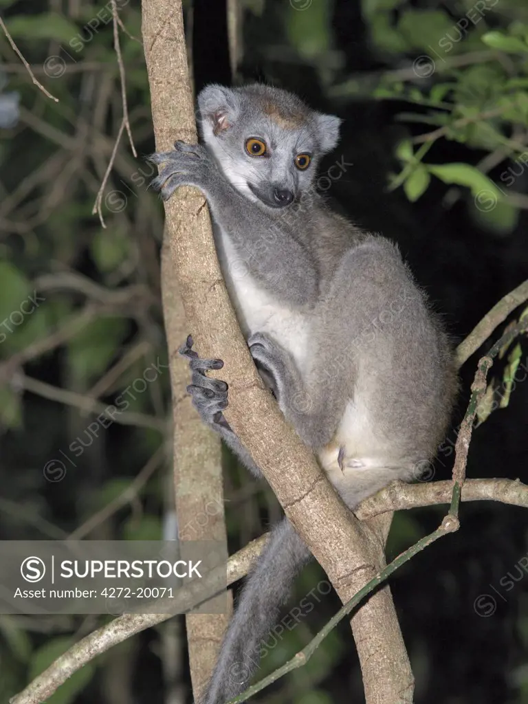A female crowned lemur, Eulemur coronatus, in the 18,000ha Ankarana Special Reserve. These lemurs are only found in Northern Madagascar Lemurs belong to a group of primates called the prosimians, meaning before monkeys.