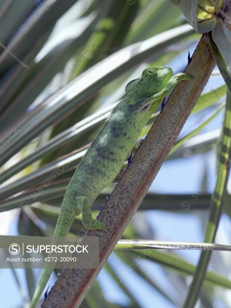 A female chameleon, Furcifer oustaleti, showing an amazing ability to blend into its surroundings. Madagascar is synonymous with these magnificent old world reptiles. Two thirds of all known species are native to the island, the fourth largest in the world.